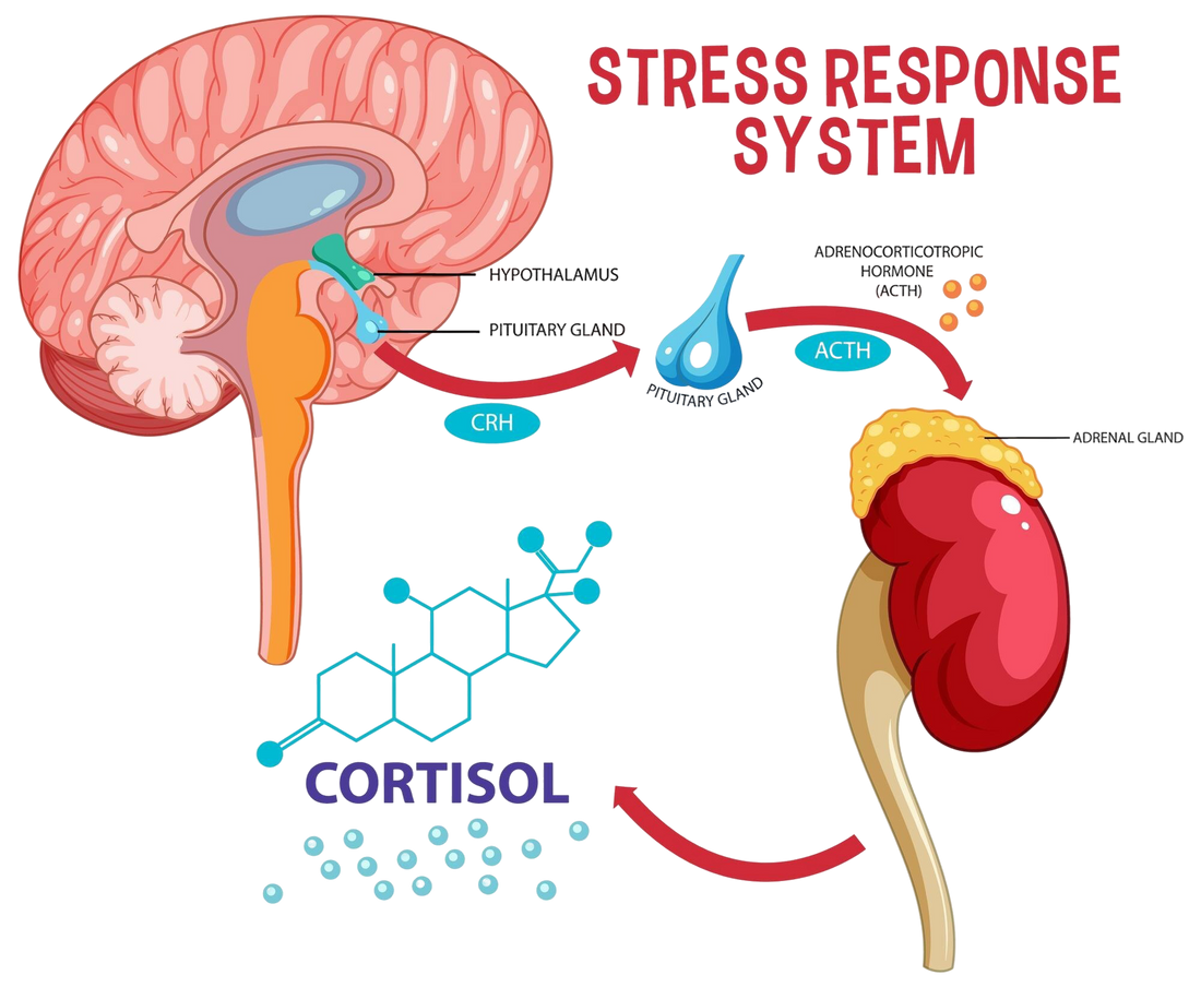 You Cannot Think Your Way Out Of A Cortisol Spike: The Signals That Actually Work
