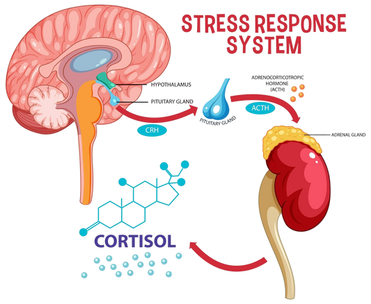 You Cannot Think Your Way Out Of A Cortisol Spike: The Signals That Actually Work
