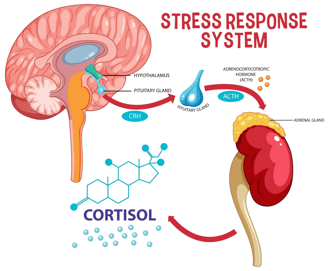 Illustration of the HPA axis and cortisol stress-response pathway