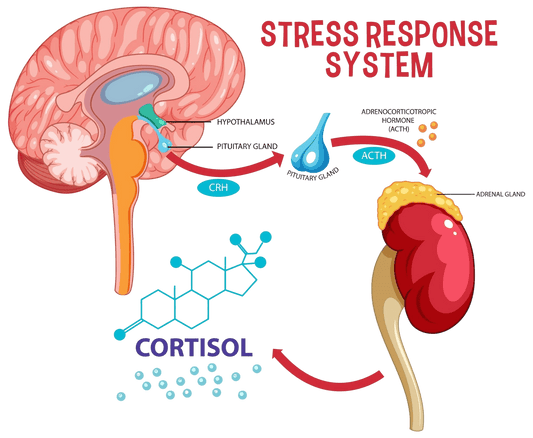 Illustration of the HPA axis and cortisol stress-response pathway